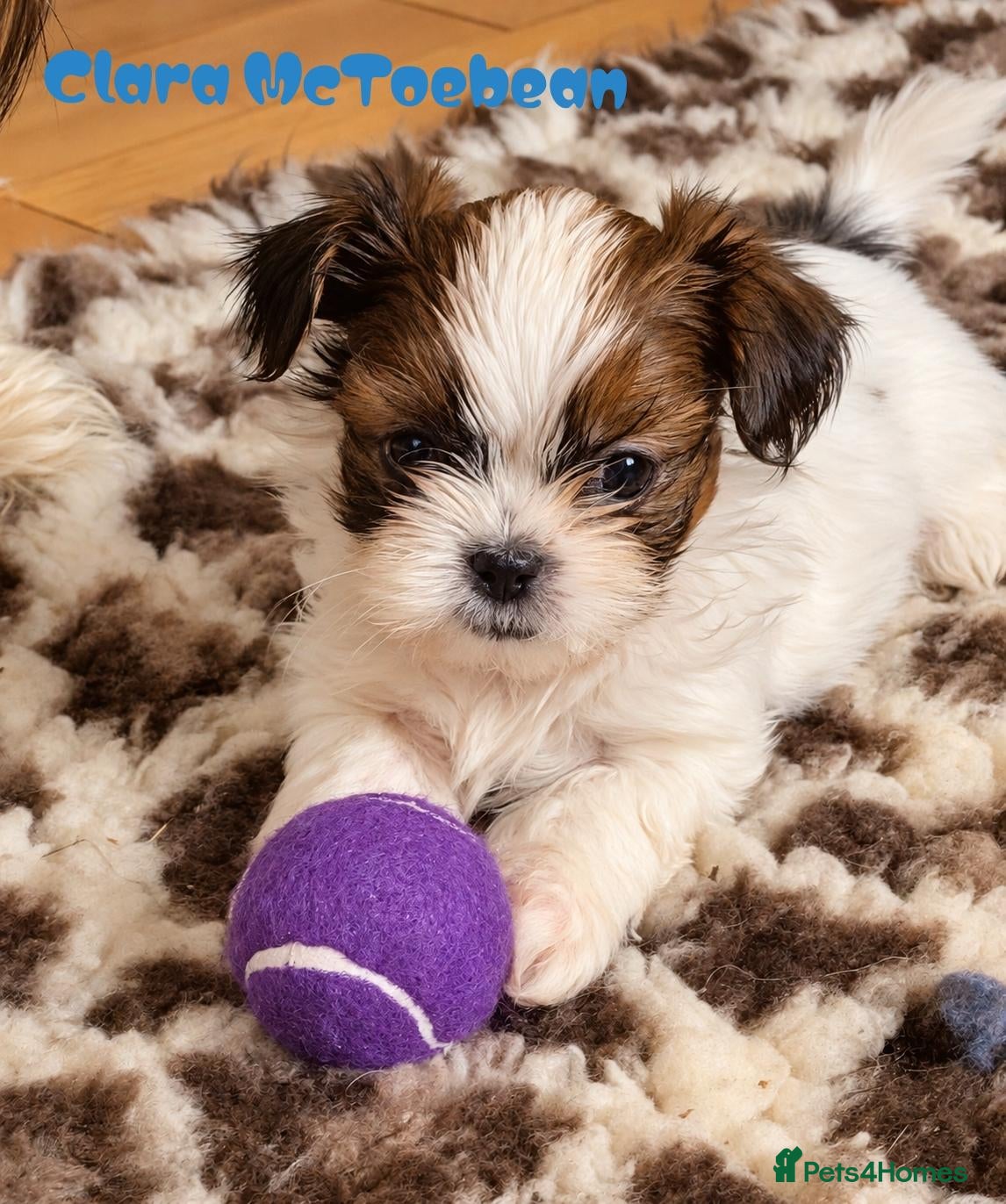 Shih Tzu dogs for sale: Shih Tzu puppies  - Advert 2