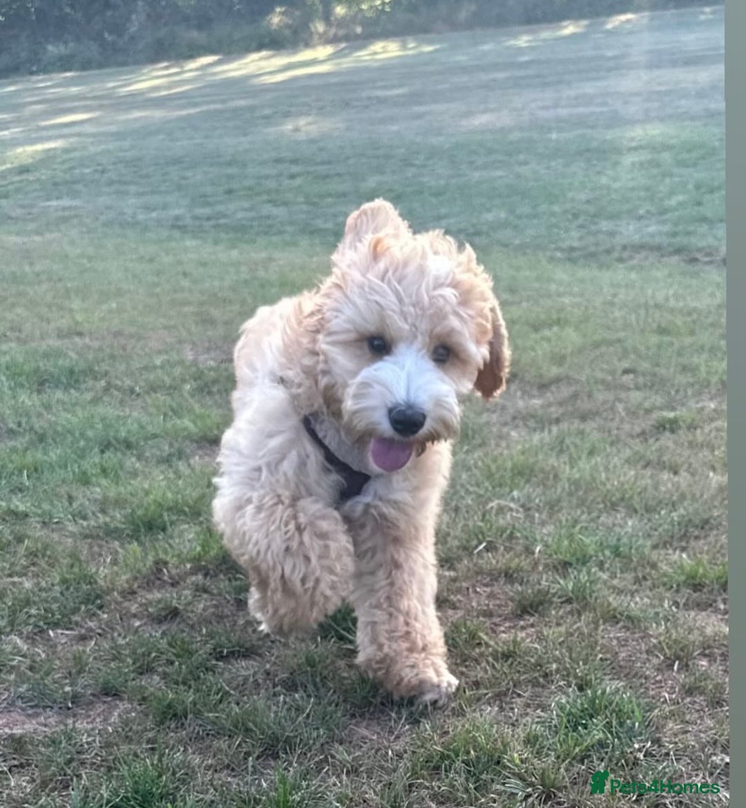 Cockapoo dogs for sale: Ralphie  - Advert 2