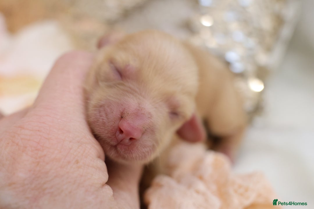 Miniature Dachshund dogs for sale: KC Longhair Miniature Dachshund Puppies - Advert 18