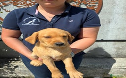 Labrador Retriever dogs for sale: Five ⭐️Council Registered Breeders litter of Labs - Image 8