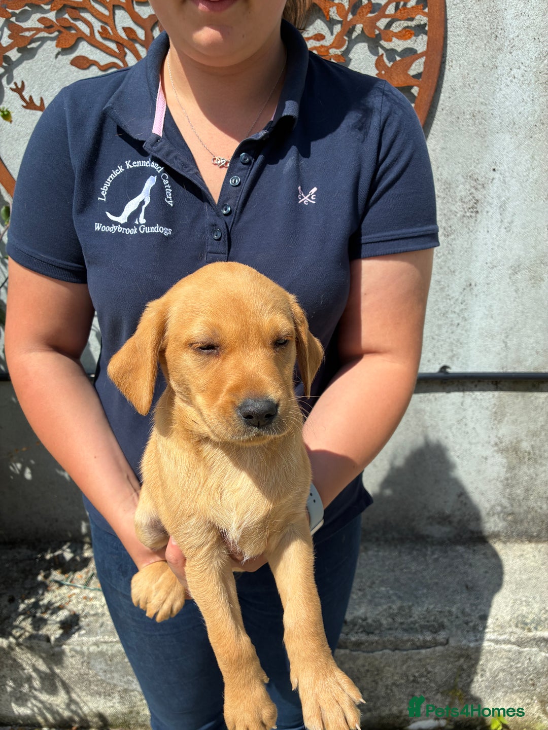 Labrador Retriever dogs for sale: Five ⭐️Council Registered Breeders litter of Labs - Image 8