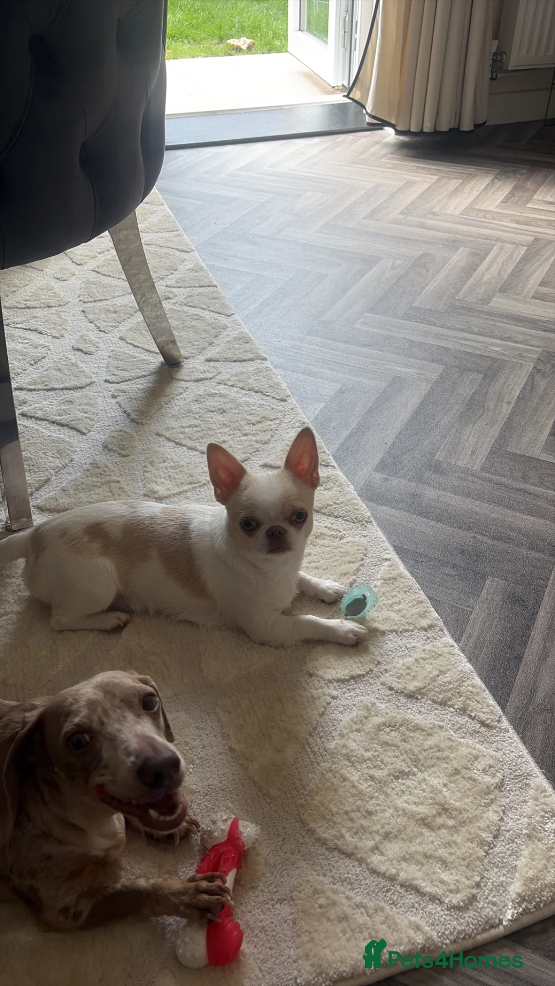Chihuahua dogs for sale: Cream Isabelle male Chihuahua - Advert 2