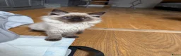 Ragdoll cats for sale: Loving playful ragdolls - Advert 5