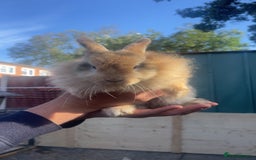 Lionhead rabbits for sale: Baby Male now ready for a new home - Image 1