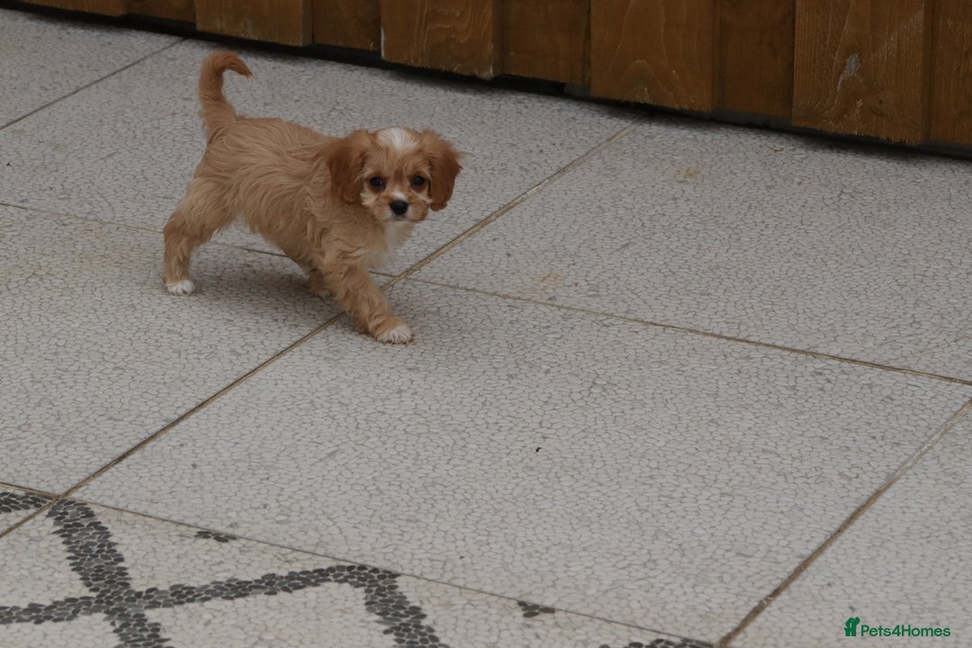 Cavapoo dogs for sale: F1 Cavapoo puppies for sale - Image 28