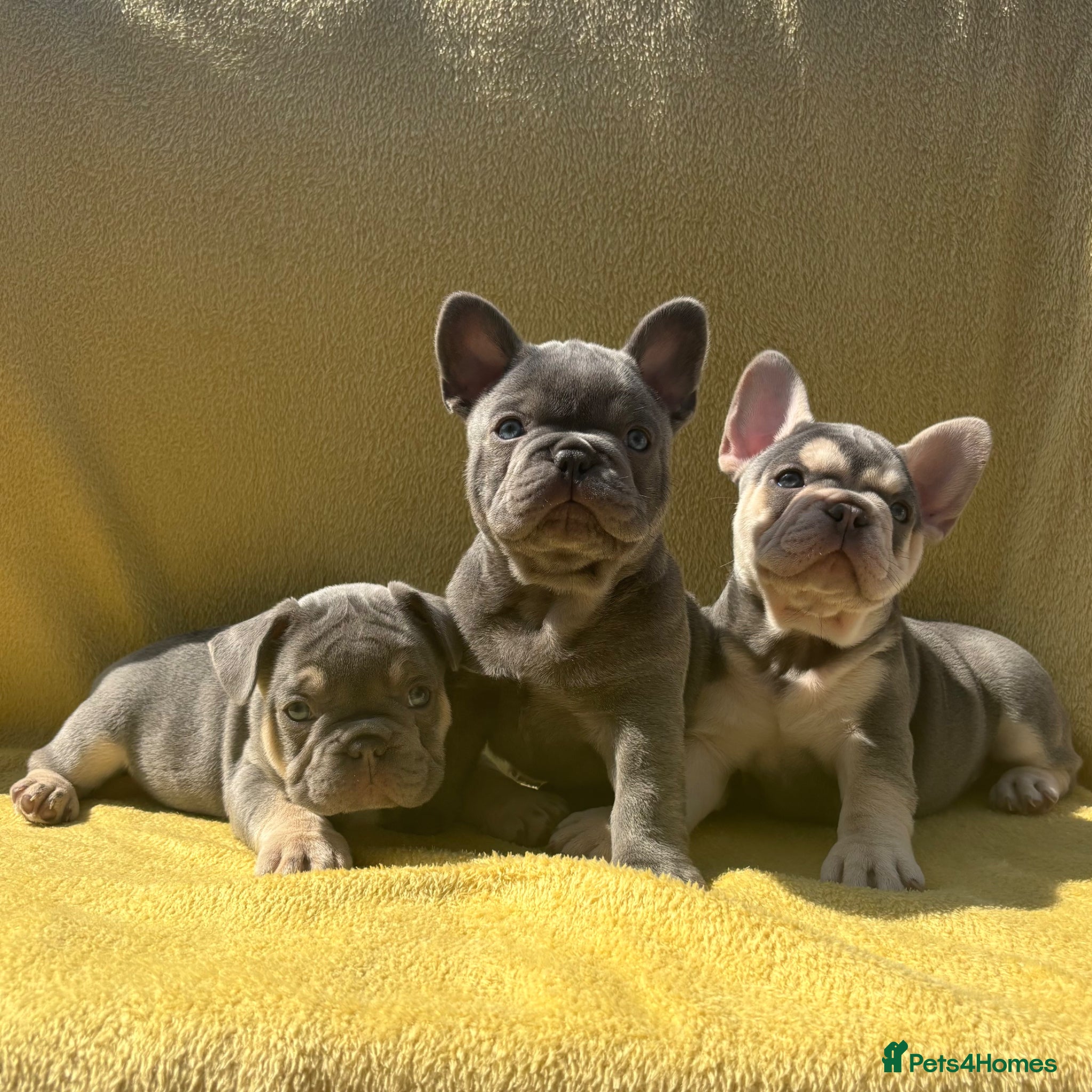 French Bulldog dogs FRENCH BULLDOG PUPPIES (KC REGISTERED) - Advert 4