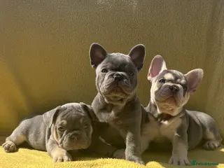 French Bulldog dogs FRENCH BULLDOG PUPPIES (KC REGISTERED) - Advert 4