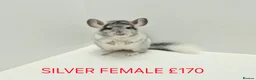Chinchilla rodents for sale: TAME&FRIENDLY BABIES CHINCHILLA MIX COLOUR&GENDER  - Advert 12
