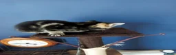 Mixed Breed cats for sale: Lovely kitten ready  for new home  - Advert 28