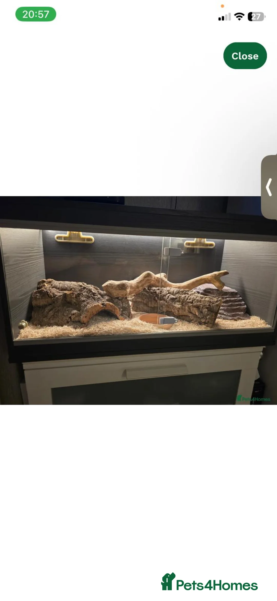 Corn Snake reptiles for sale: Female corn snake 4 years  - Advert 4