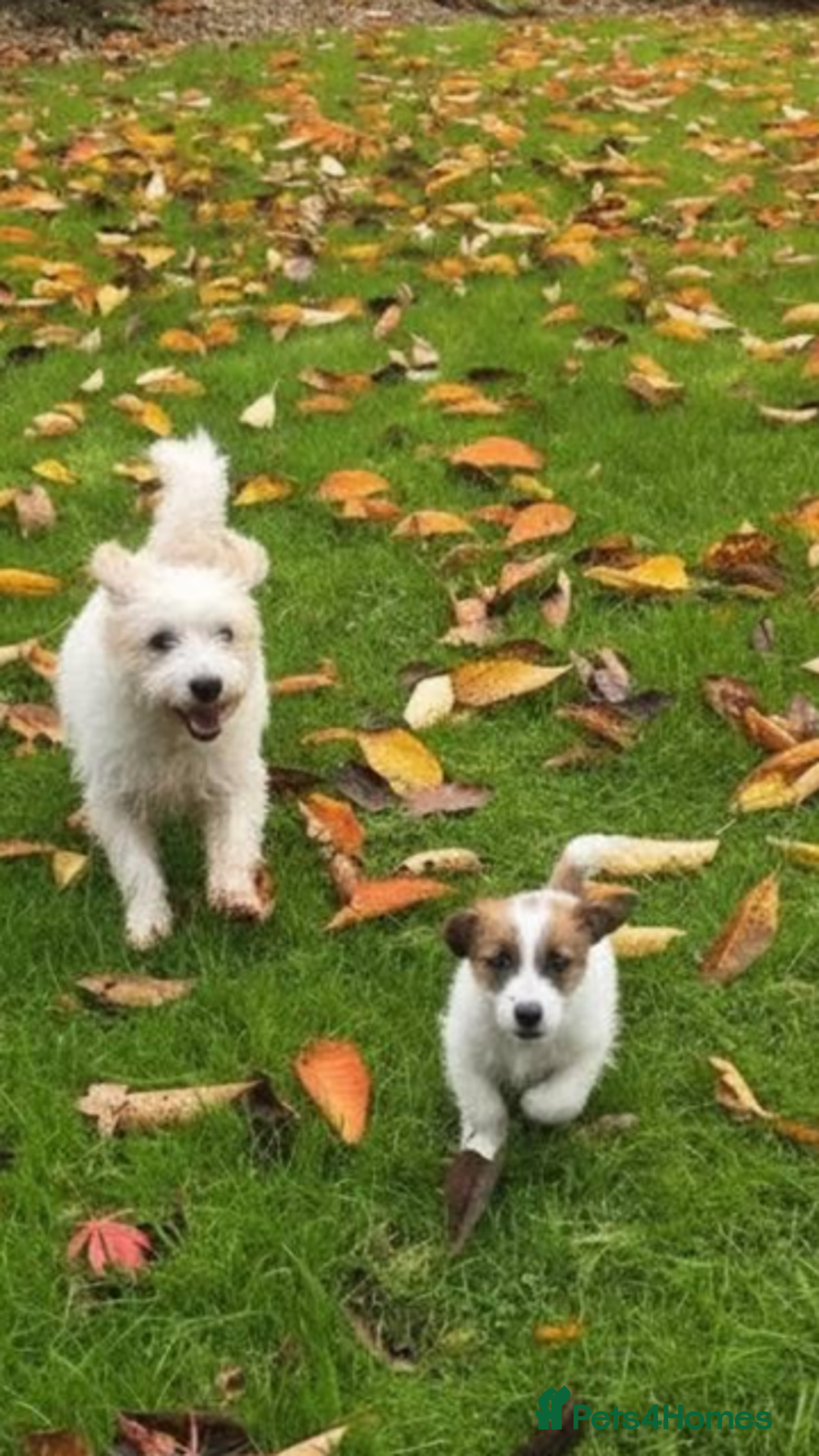 Jack Russell dogs for sale:         Stunning Jack  Russell   - Advert 3
