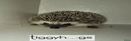 Pygmy Hedgehog rodents for sale: Ready from 9th may - 1 handsome Male - Advert 3