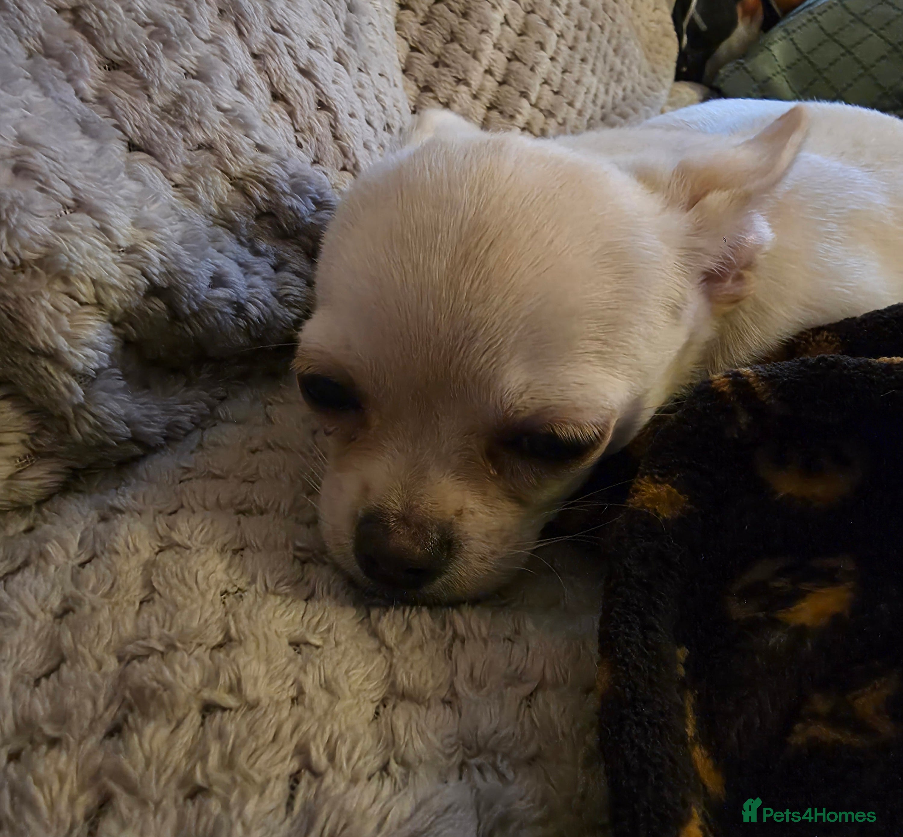 Chihuahua dogs Beautiful white male chihuahua puppy  - Advert 7