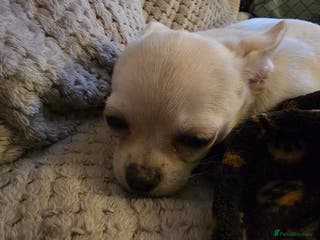 Chihuahua dogs Beautiful white male chihuahua puppy - Advert 2