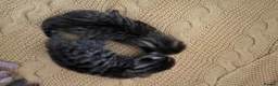 Mixed Breed cats for sale: 4 adorable kittens for sale £250 3 tabby, 1 ginger - Advert 4