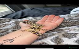 Leopard Gecko reptiles for sale: leopard gecko with setup - Image 3