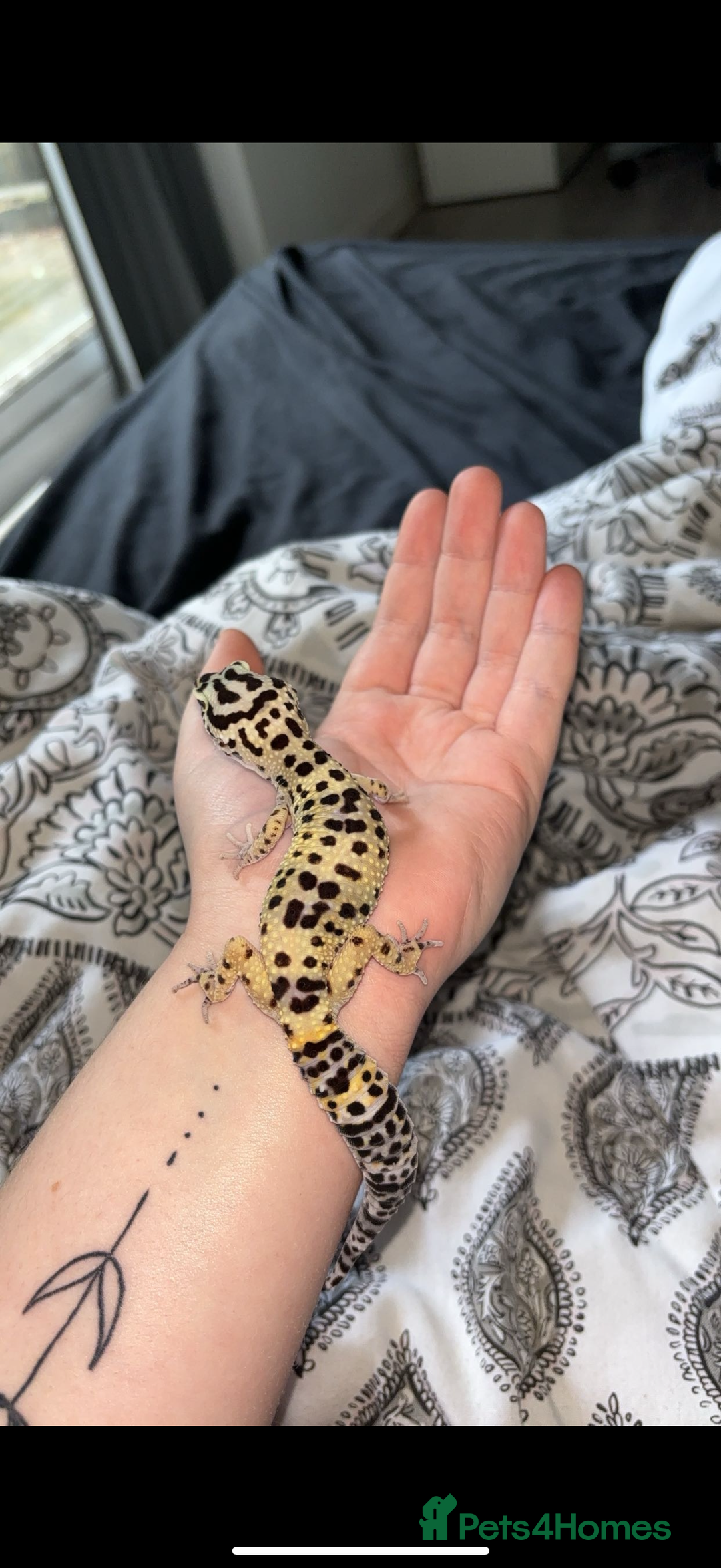 Leopard Gecko reptiles for sale: leopard gecko with setup - Image 3