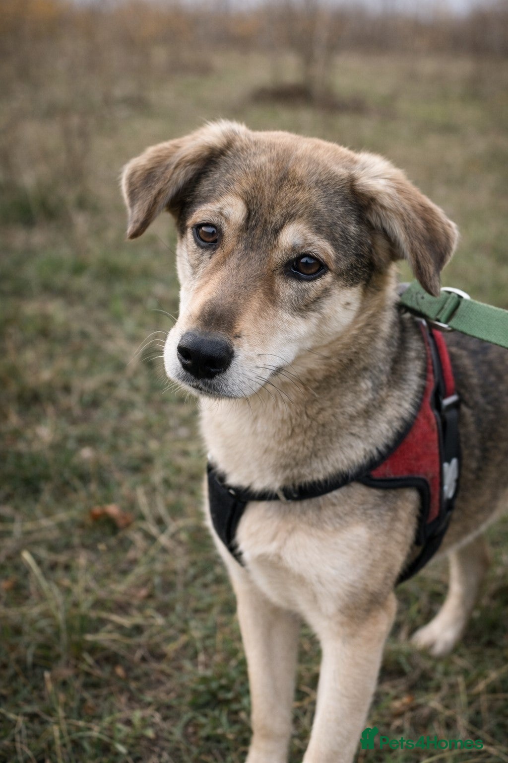 Mixed Breed dogs 🐾DALIDA, Grace, Strength & a Heart Full of Love💛 - Advert 11