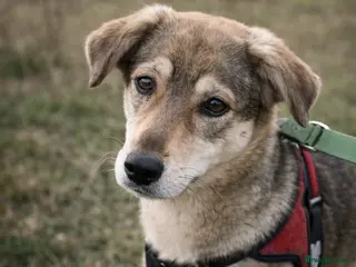 Mixed Breed dogs 🐾DALIDA, Grace, Strength & a Heart Full of Love💛 - Advert 11