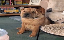 Shar Pei dogs for sale: ONLY 2 LEFT! Beautiful Champion Shar Pei Puppies!  - Image 8