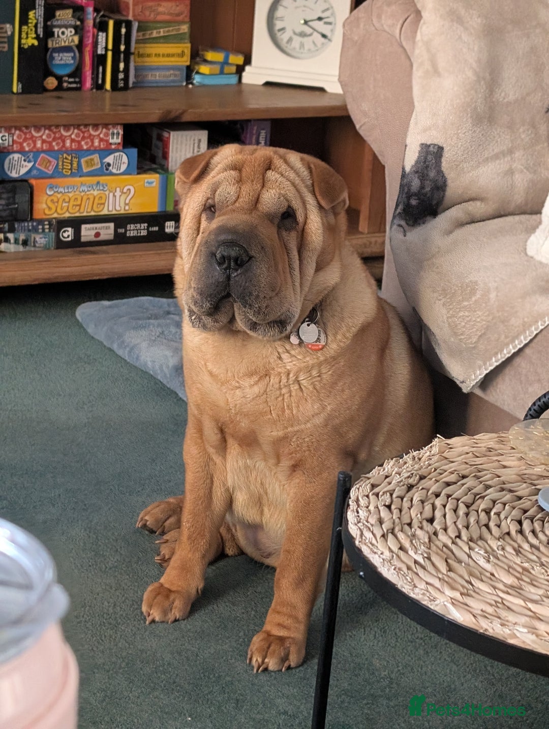 Shar Pei dogs for sale: ONLY 2 LEFT! Beautiful Champion Shar Pei Puppies!  - Image 8