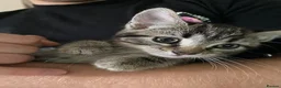 Mixed Breed cats for sale: Super Energetic and Friendly Kittens - Advert 10
