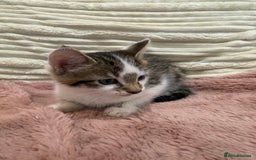 Oriental cats for sale: Super Friendly Little Boy - Image 5