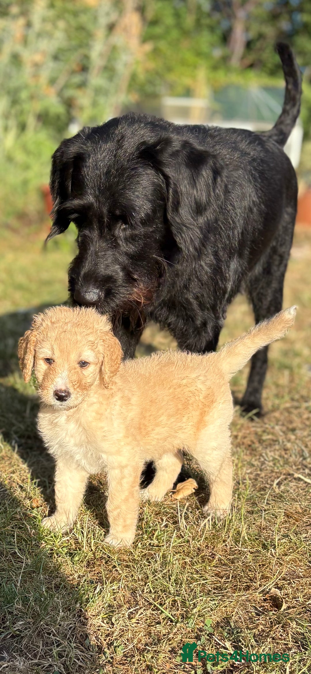Labradoodle dogs for sale: F1B Labradoodles: available from Aug 2nd. in Uxbridge - Image 14