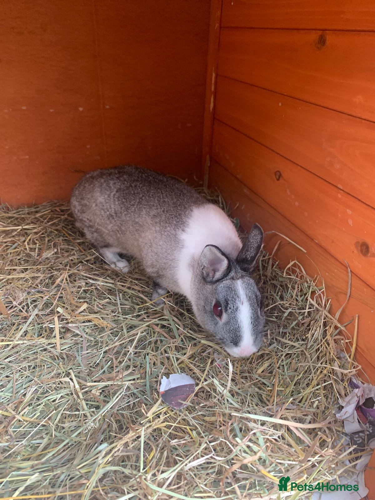 Netherland Dwarf rabbits Beautiful female neverland dwarf - Advert 3