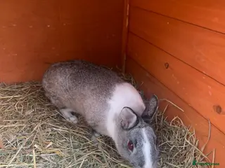 Netherland Dwarf rabbits Beautiful female neverland dwarf - Advert 4