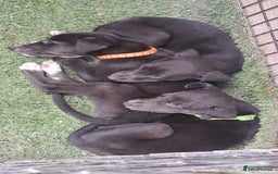 Greyhound dogs for sale: 💙READY TO GO💙 1 pup left - Irish Greyhound  - Image 19