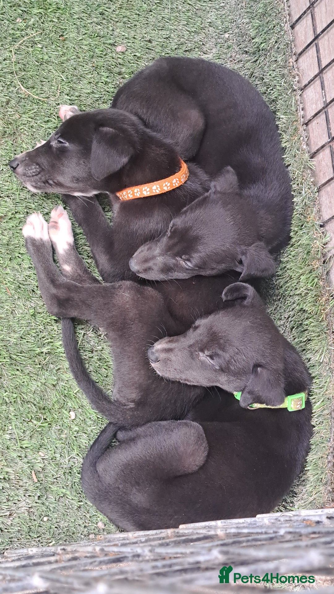 Greyhound dogs for sale: 💙READY TO GO💙 1 pup left - Irish Greyhound  - Image 19