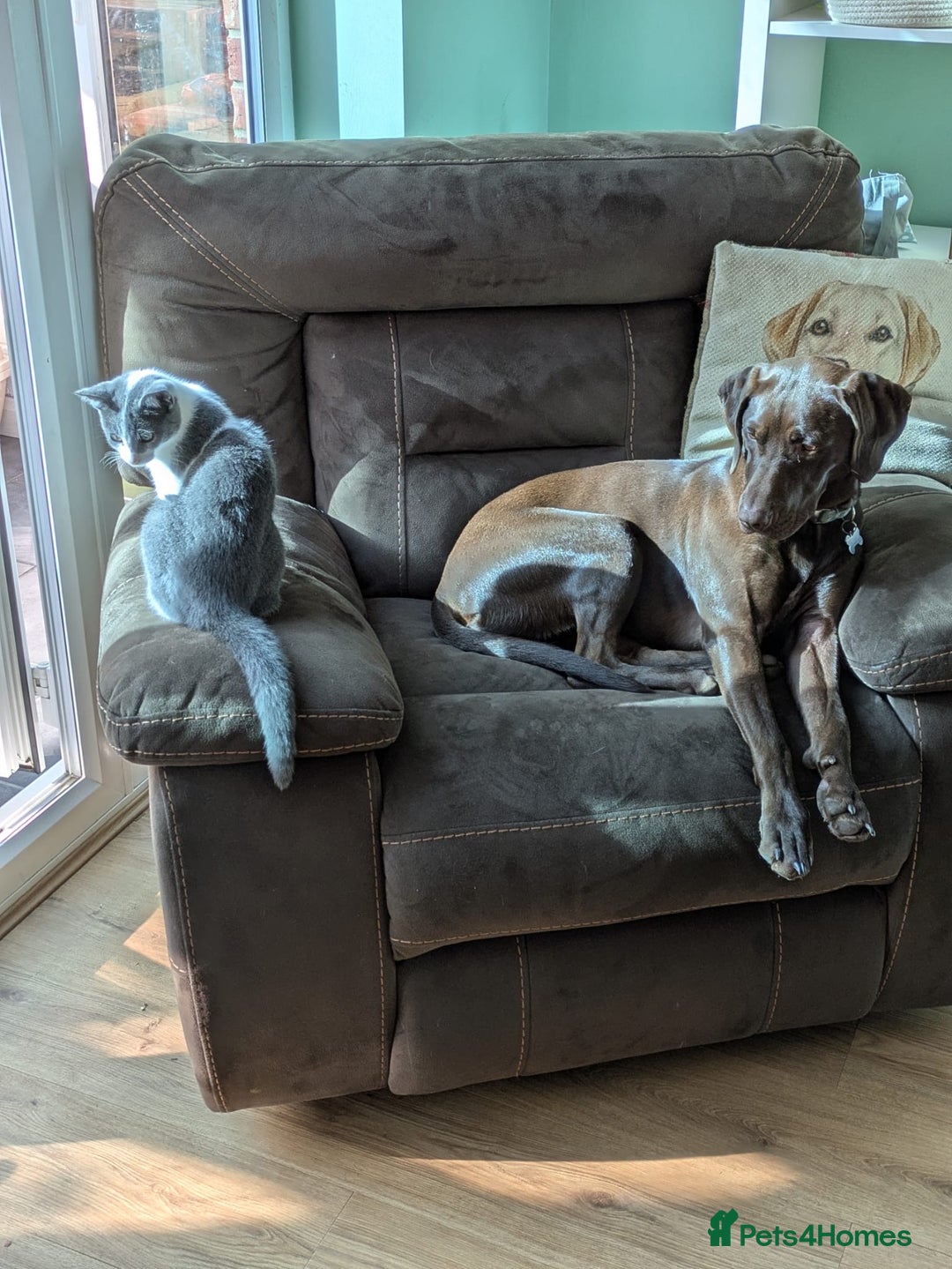 Mixed Breed dogs for sale: Kylo  - Image 2