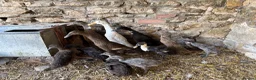 Ducks poultry for sale: Pure running ducklings - Advert 2