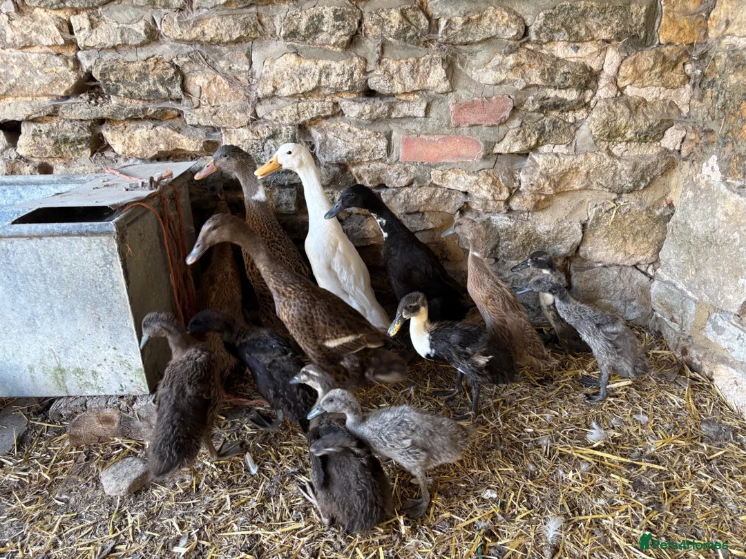 Ducks poultry for sale: Pure running ducklings - Advert 2
