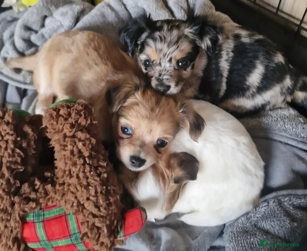 Chihuahua dogs for stud: Merle long haired Chihuahua Stud in Nottingham - Advert 12