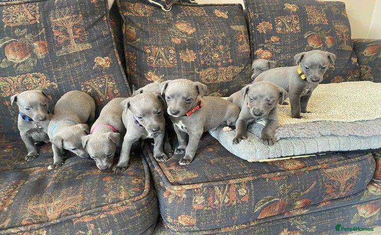 Whippet dogs - Advert 1