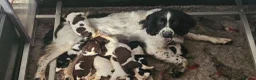 English Springer Spaniel dogs for sale: HintonBreeze Gundogs  - Advert 12