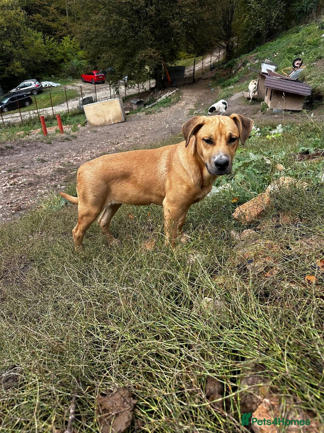 Mixed Breed dogs for adoption: Summer needs a home! - Advert 6