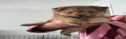 Mixed Breed dogs for sale: Yorkie pom boys  - Advert 10