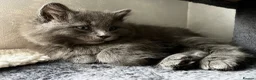 Mixed Breed cats for sale: Persian mix kittens ready to meet you! - Advert 2