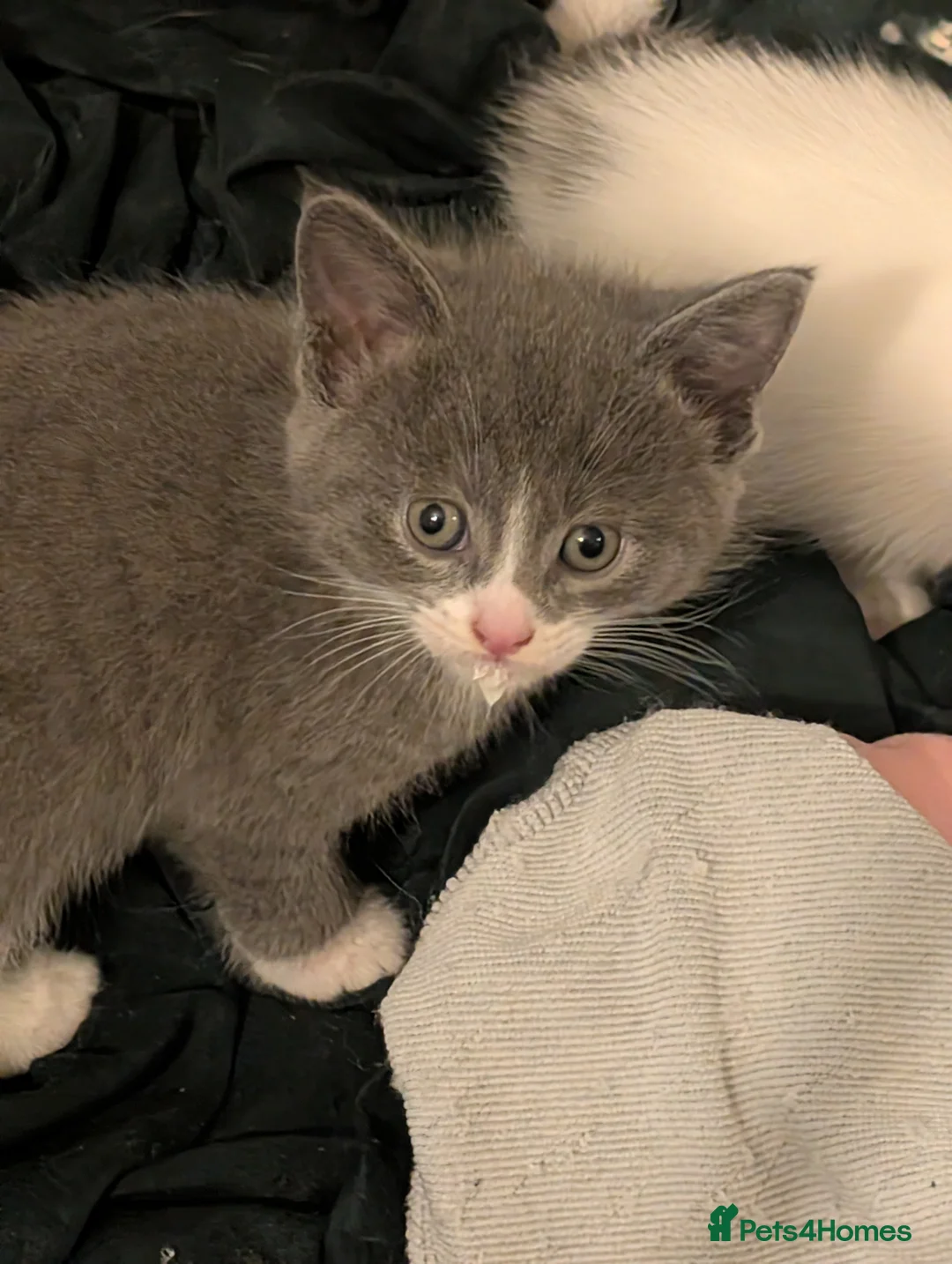 Domestic Shorthair cats for sale: Litter of kittens looking for their forever home - Advert 18