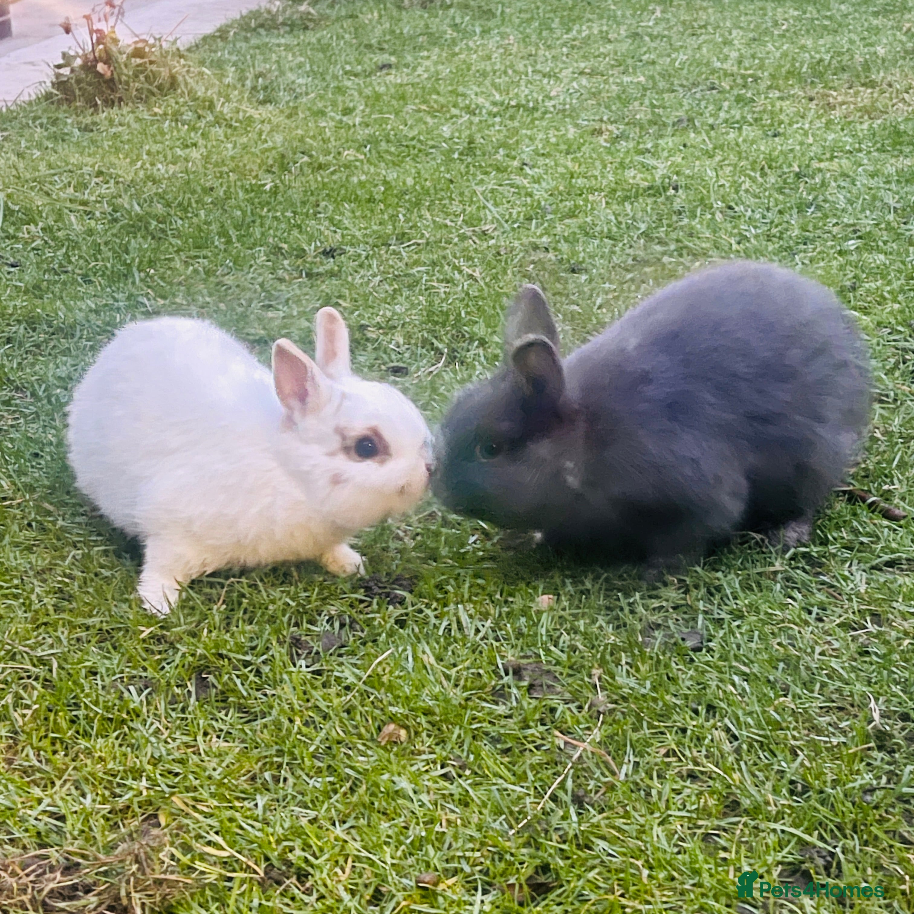 Netherland Dwarf rabbits Male netherland dwarf & male baby - Advert 14