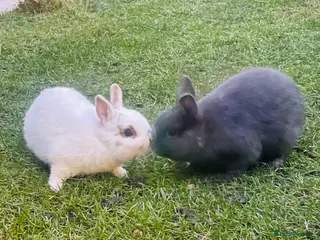 Netherland Dwarf rabbits Male netherland dwarf - Advert 15