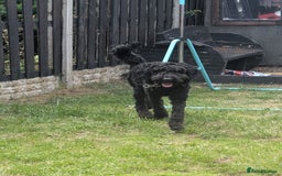 Cockapoo dogs for sale: Male cockapoo *please read ad* - Image 4