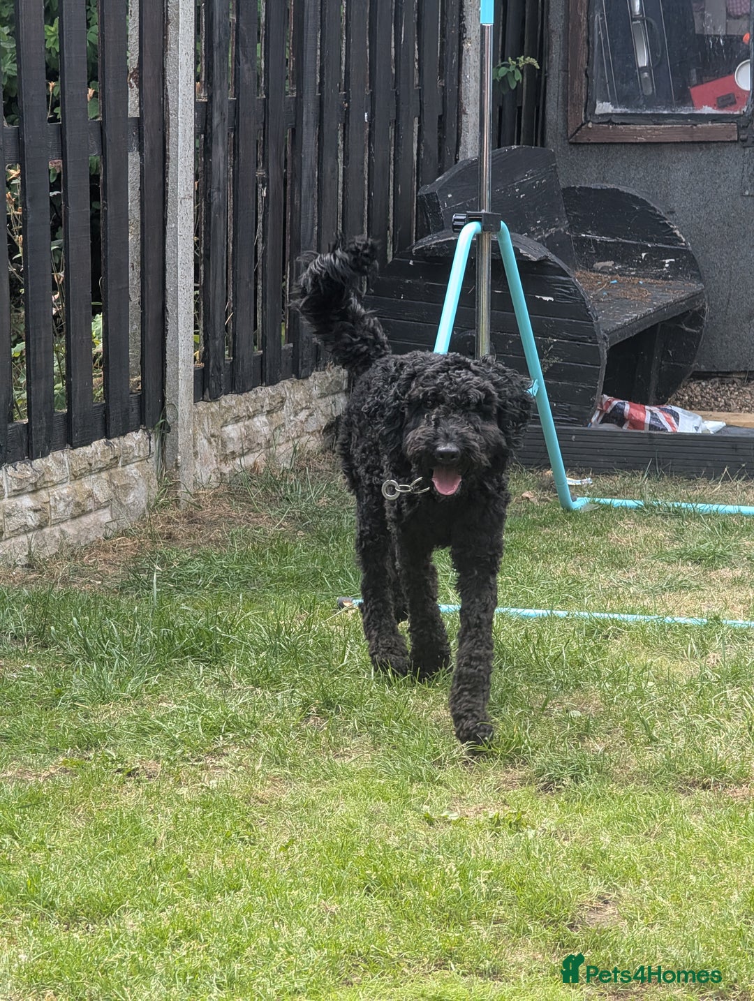 Cockapoo dogs for sale: Male cockapoo *please read ad* - Image 4