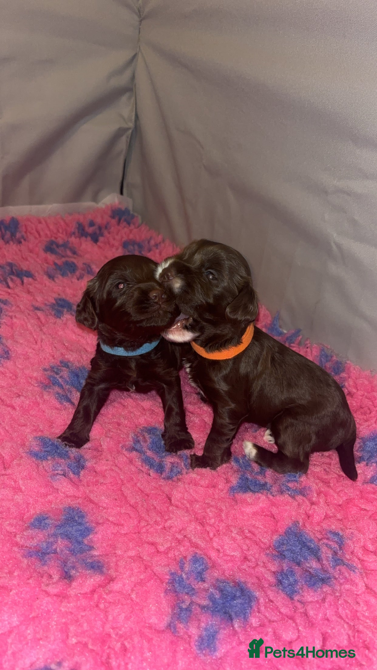 Cockapoo dogs Cockapoo f2b chocolate boys  - Advert 8