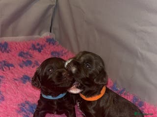 Cockapoo dogs Cockapoo f2b chocolate boys - Advert 8