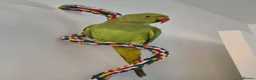 Ringnecks birds for sale: Green male Indian ringneck - Advert 4