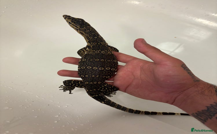 Monitor reptiles - Advert 2